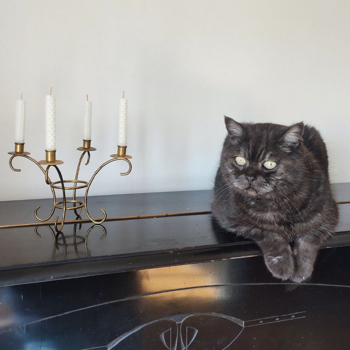 Väikesed mesilasvahast kärjeküünlad ja kass